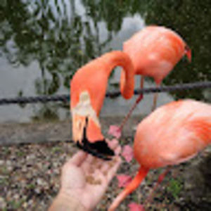 Meet your Posher, Katrina